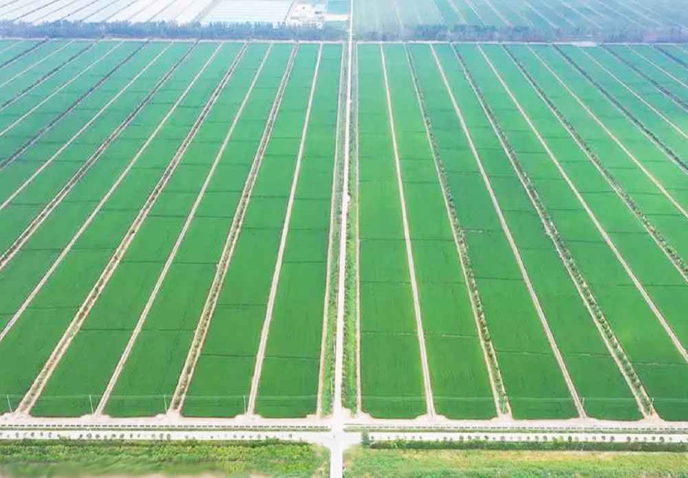 德惠市高标准农田建设项目